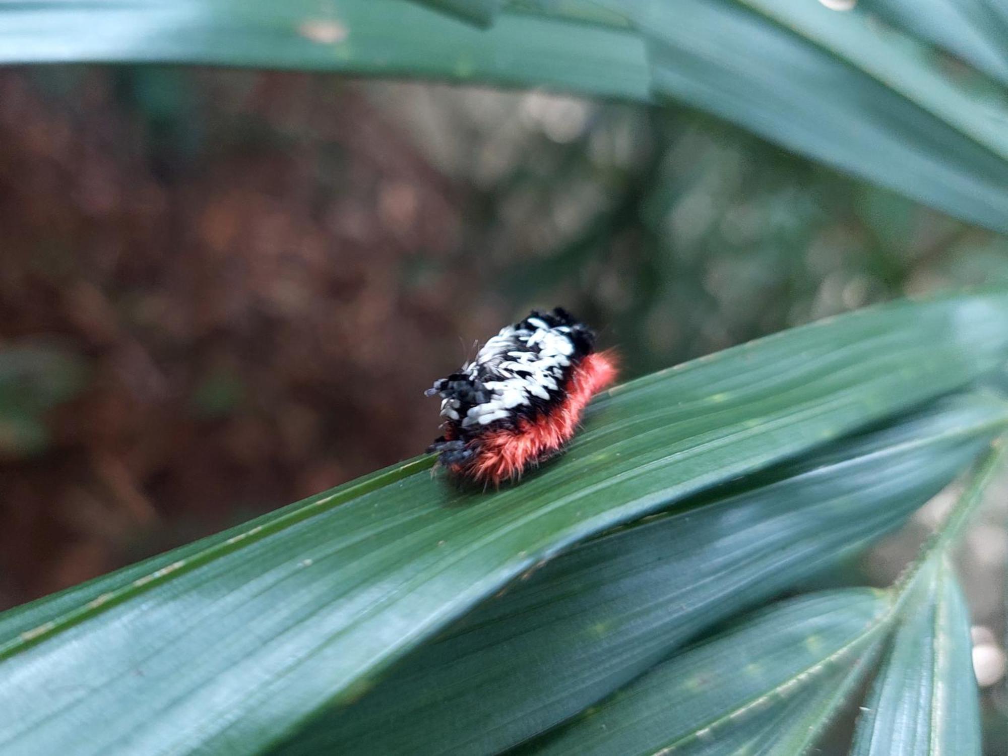 Hope Garden, Sarapiqui, We Connect You With The Sarapiqui Tropical Forest Εξωτερικό φωτογραφία