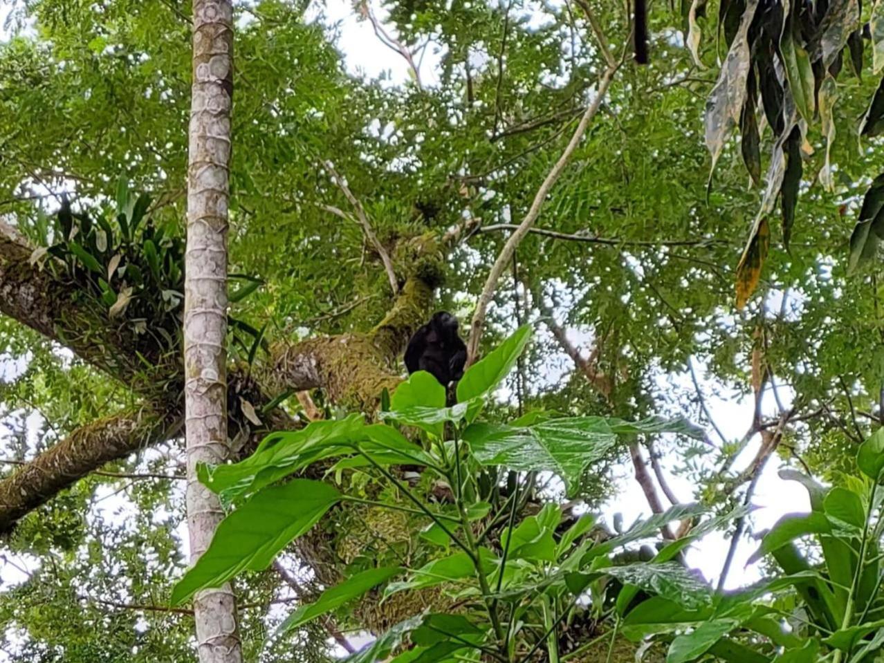 Hope Garden, Sarapiqui, We Connect You With The Sarapiqui Tropical Forest Εξωτερικό φωτογραφία