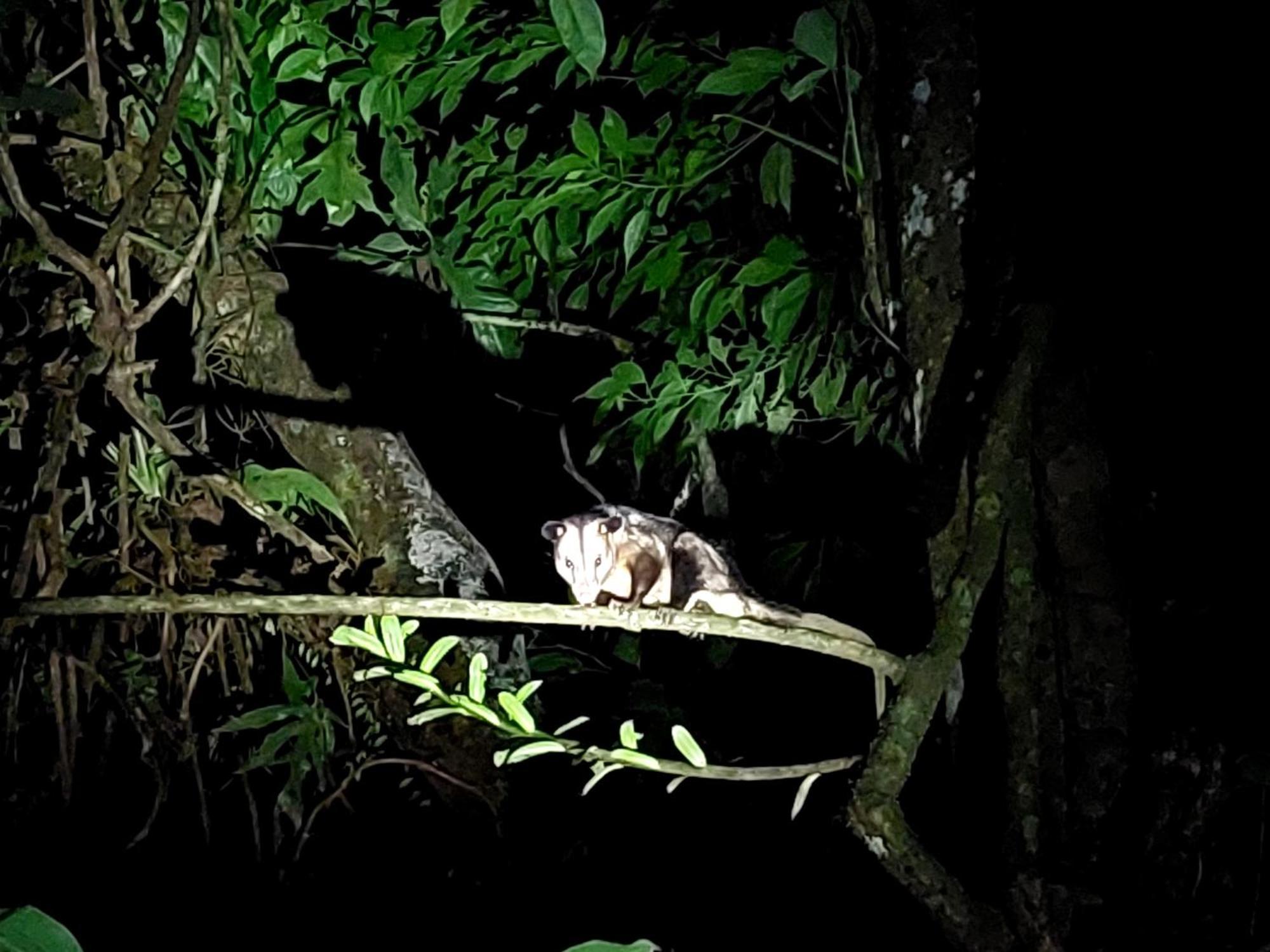 Hope Garden, Sarapiqui, We Connect You With The Sarapiqui Tropical Forest Εξωτερικό φωτογραφία
