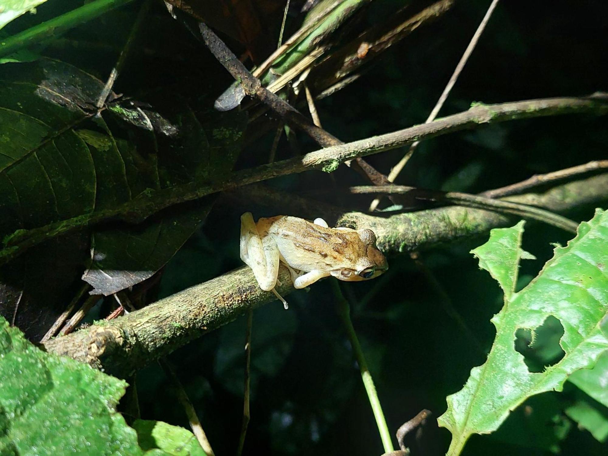 Hope Garden, Sarapiqui, We Connect You With The Sarapiqui Tropical Forest Εξωτερικό φωτογραφία