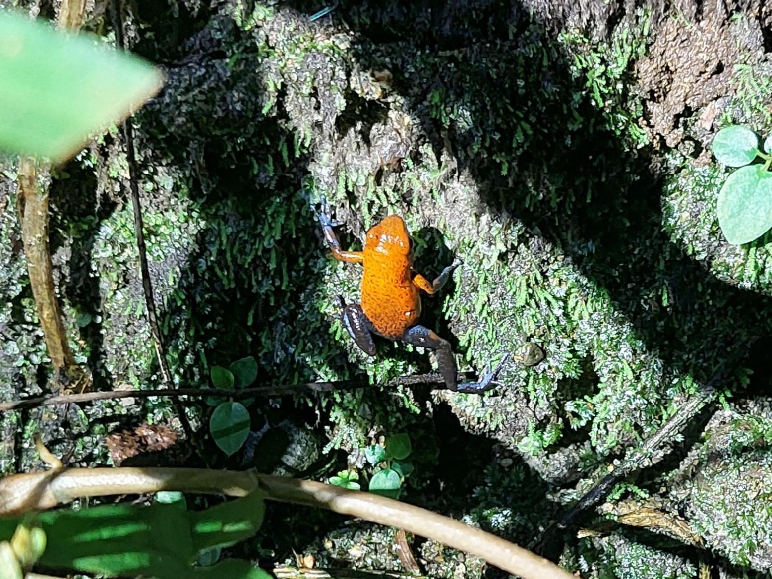 Hope Garden, Sarapiqui, We Connect You With The Sarapiqui Tropical Forest Εξωτερικό φωτογραφία