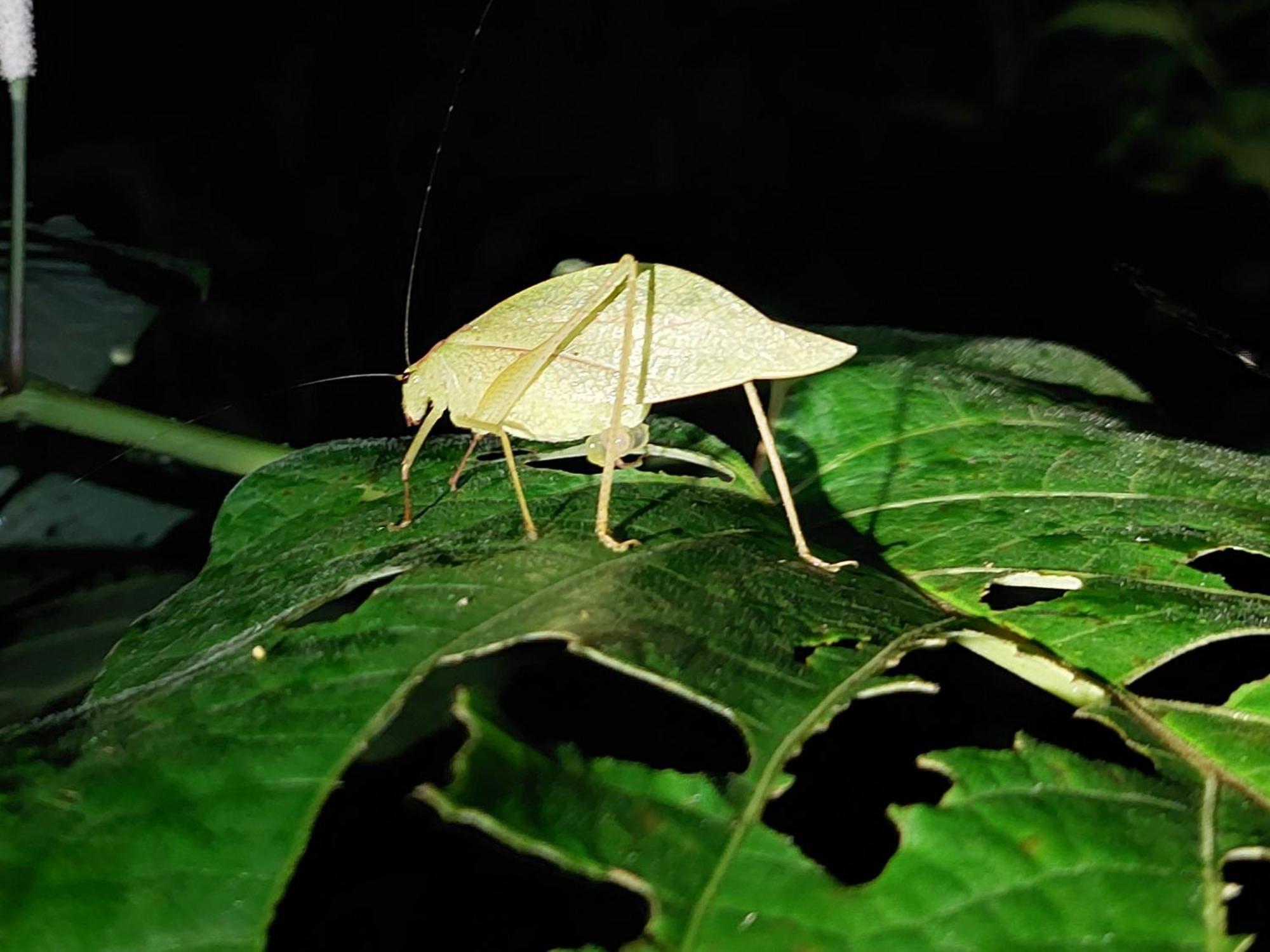 Hope Garden, Sarapiqui, We Connect You With The Sarapiqui Tropical Forest Εξωτερικό φωτογραφία