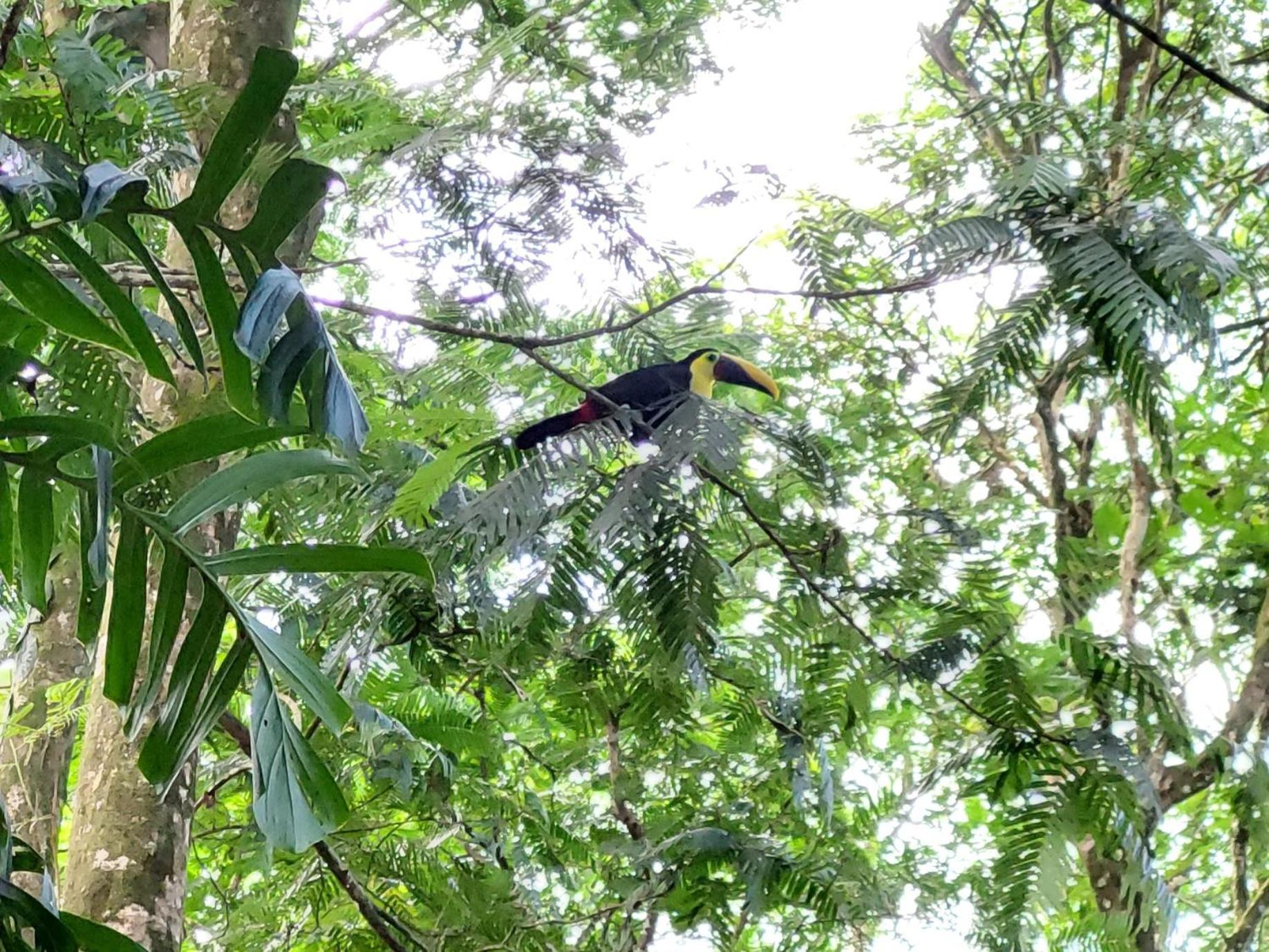 Hope Garden, Sarapiqui, We Connect You With The Sarapiqui Tropical Forest Εξωτερικό φωτογραφία