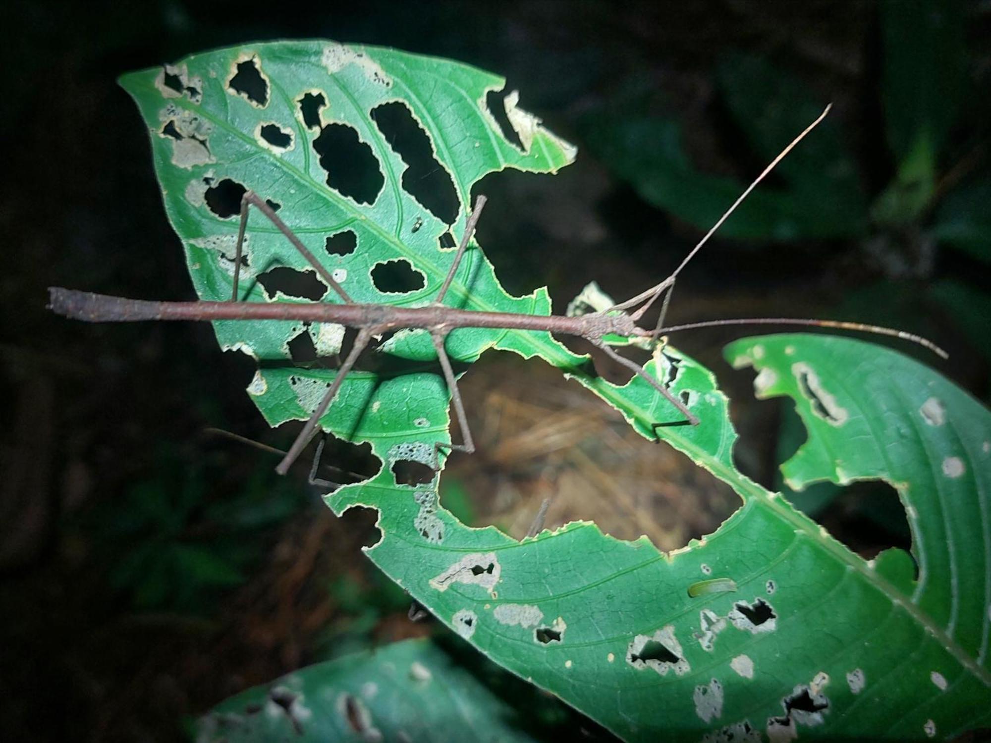Hope Garden, Sarapiqui, We Connect You With The Sarapiqui Tropical Forest Εξωτερικό φωτογραφία