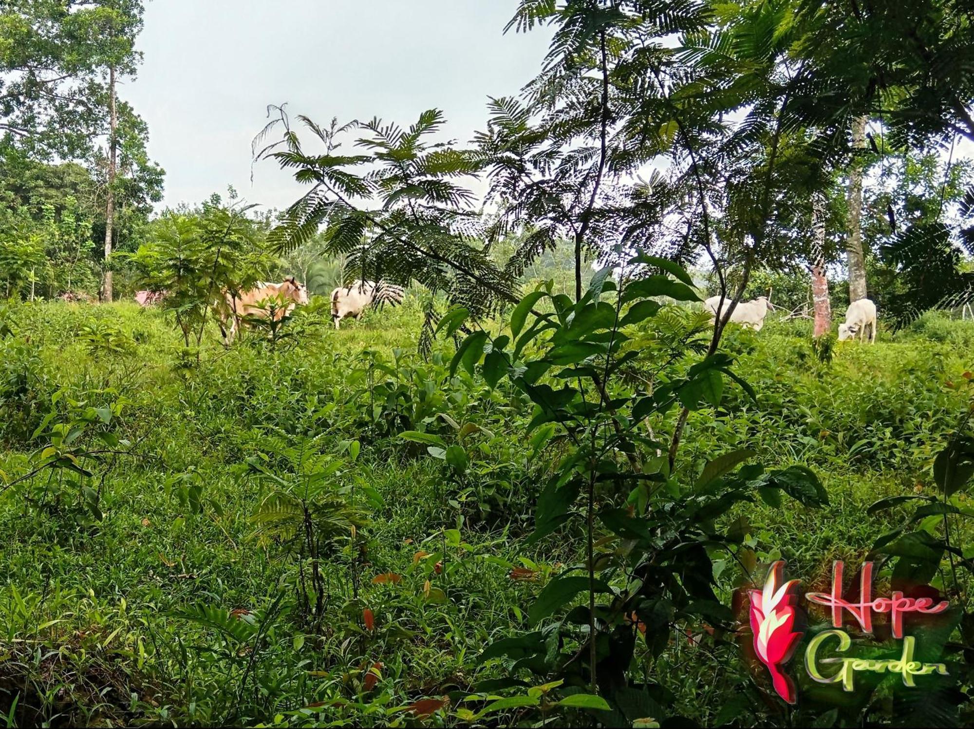 Hope Garden, Sarapiqui, We Connect You With The Sarapiqui Tropical Forest Εξωτερικό φωτογραφία